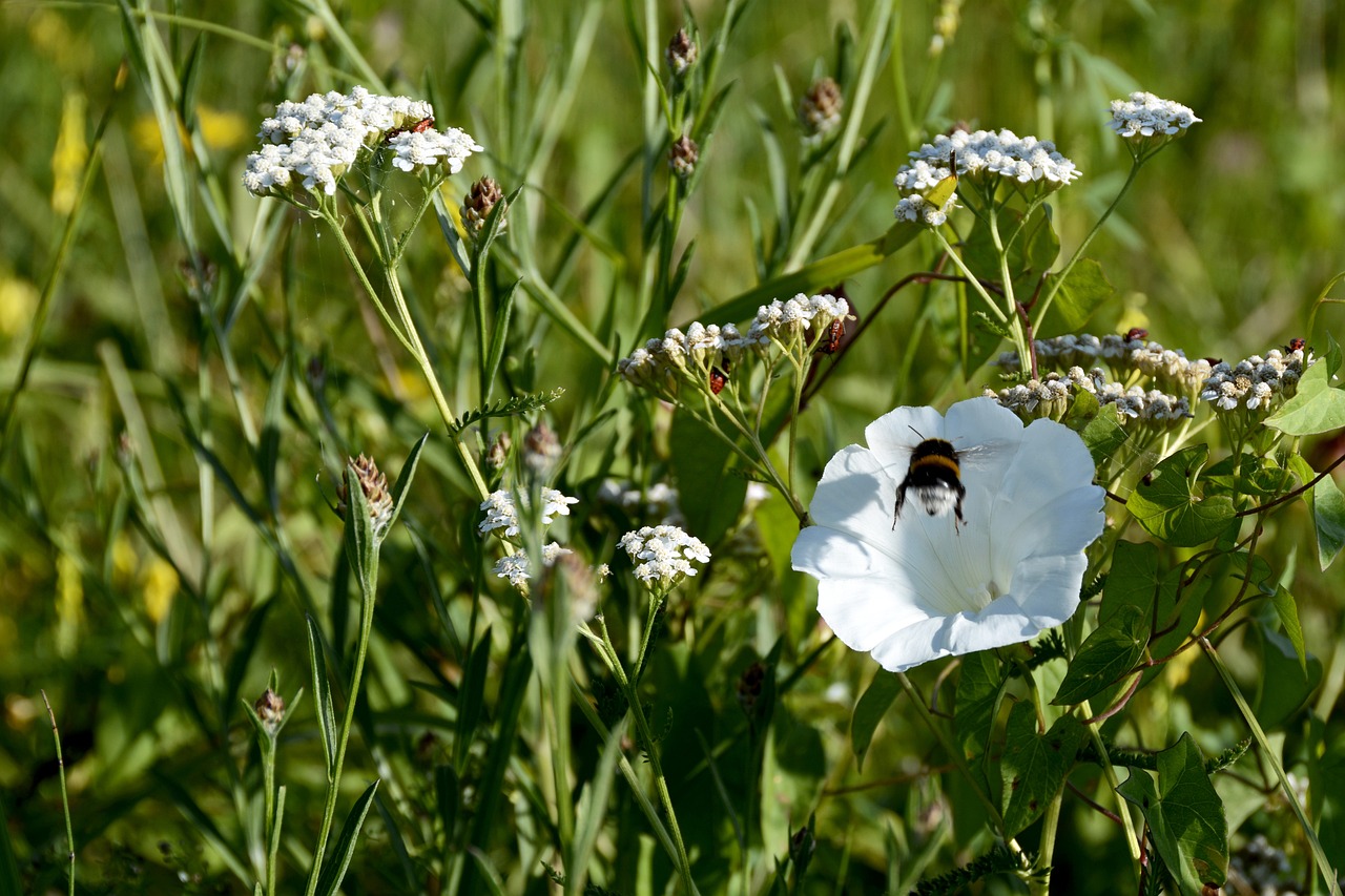 Best Plants for a Cottage Garden Aesthetic